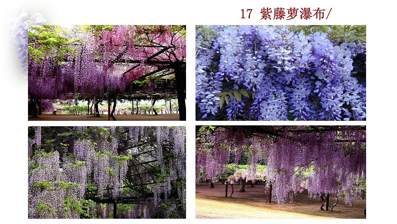 部编版七年级语文下册 5.1 紫藤萝瀑布(PPT课件）01