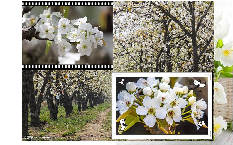 《驿路梨花》公开课课件第1页