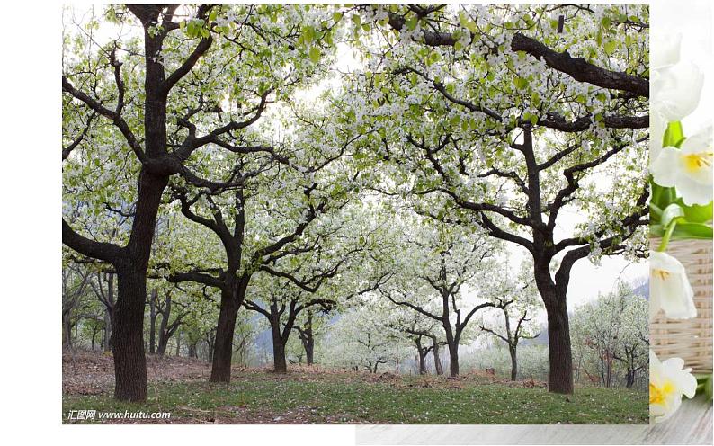 《驿路梨花》公开课课件第2页