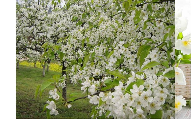 《驿路梨花》公开课课件第3页