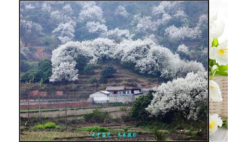 《驿路梨花》公开课课件第4页