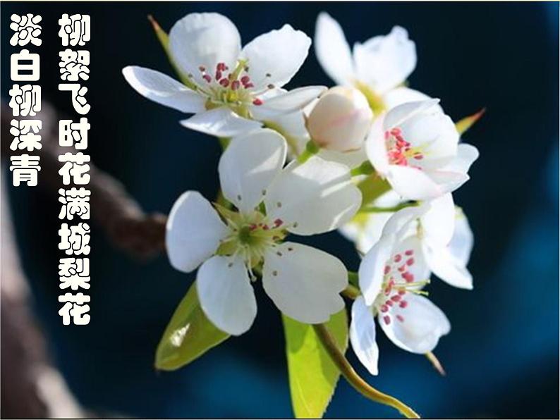 《驿路梨花》优课教学课件第2页