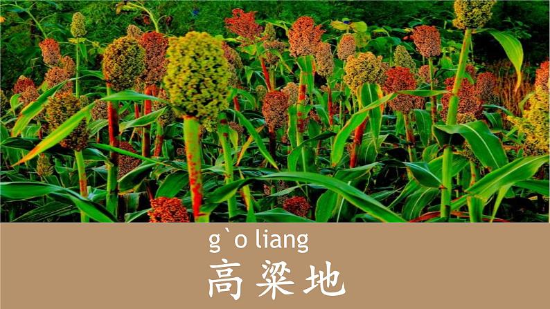 人教部编版语文5.16《夏天里的成长》创优公开课一等奖课件06