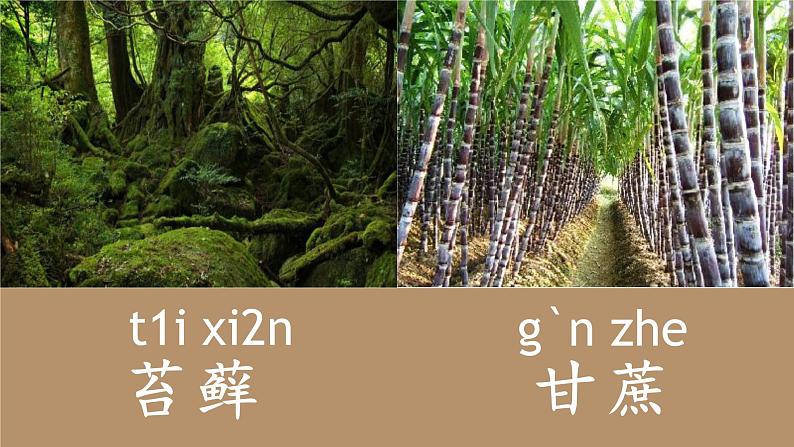 人教部编版语文5.16《夏天里的成长》创优公开课一等奖课件07