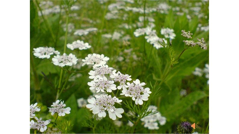 《晚春》教学创新课件第2页