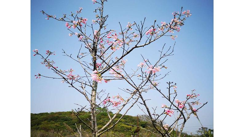 《晚春》教学创新课件第3页