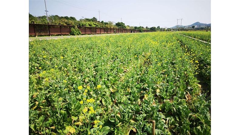 《晚春》教学创新课件第4页