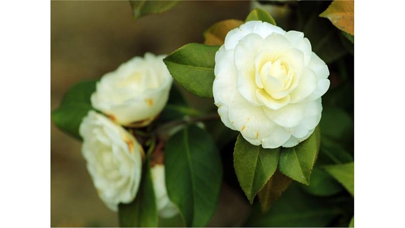 《晚春》教学创新课件第5页