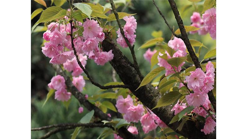 《晚春》教学创新课件第6页