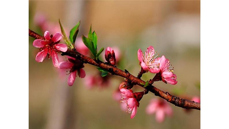 《晚春》教学创新课件第7页