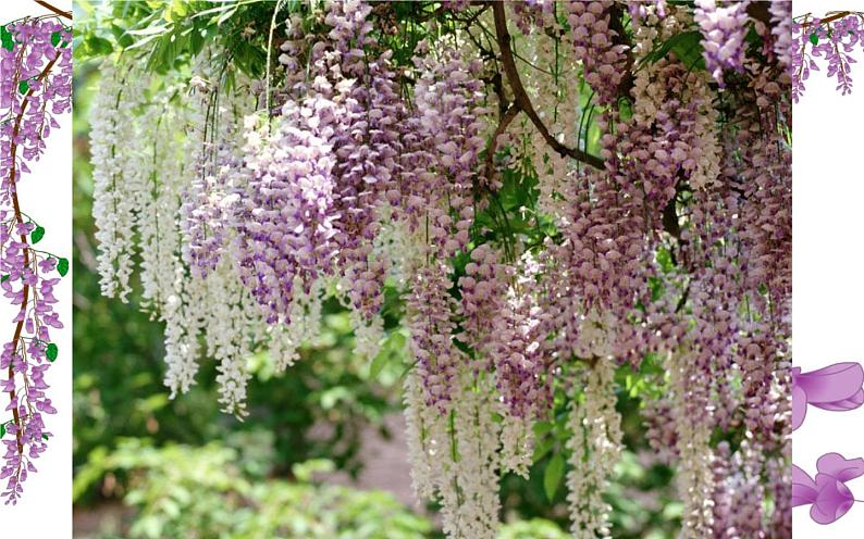 《紫藤萝瀑布》公开课教学课件第3页