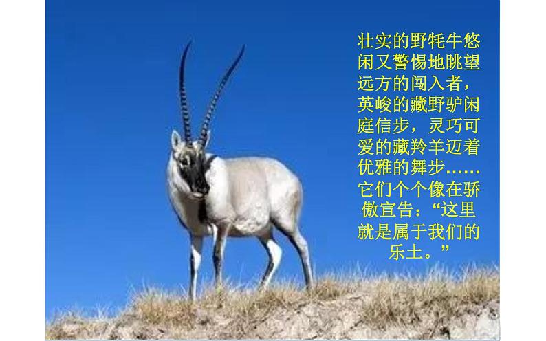 《在长江源头格拉丹东》公开课一等奖课件05