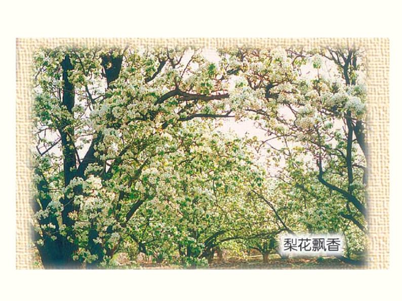 【教学课件】部编版语文七年级下册第4单元15  驿路梨花05