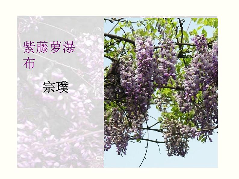 【教学课件】部编版语文七年级下册第5单元18 紫藤萝瀑布 第一课时06