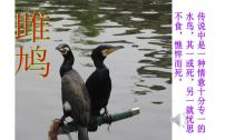 初中语文人教部编版八年级下册关雎教课内容ppt课件