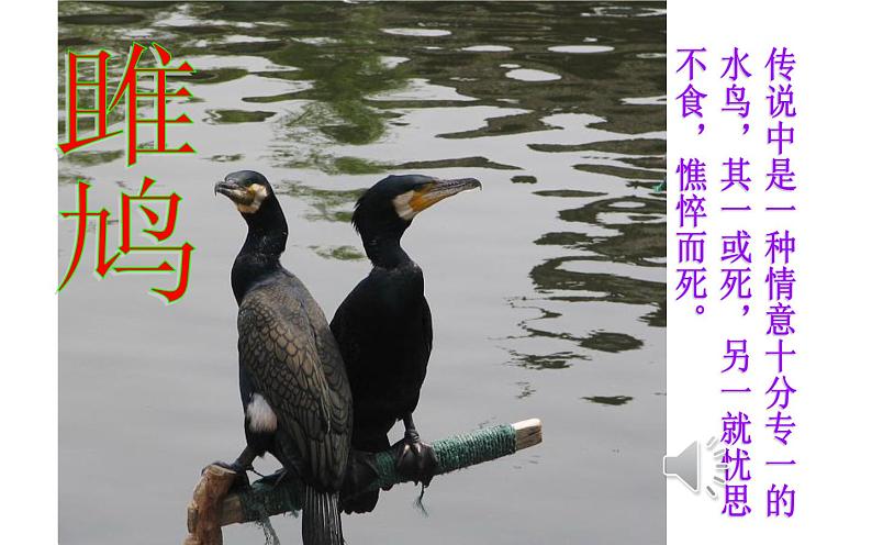 《关雎》公开课教学课件01