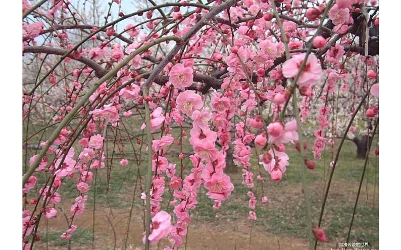 《桃花源记》教研组优秀课件01