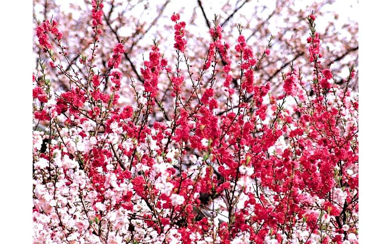 《桃花源记》教研组优秀课件02