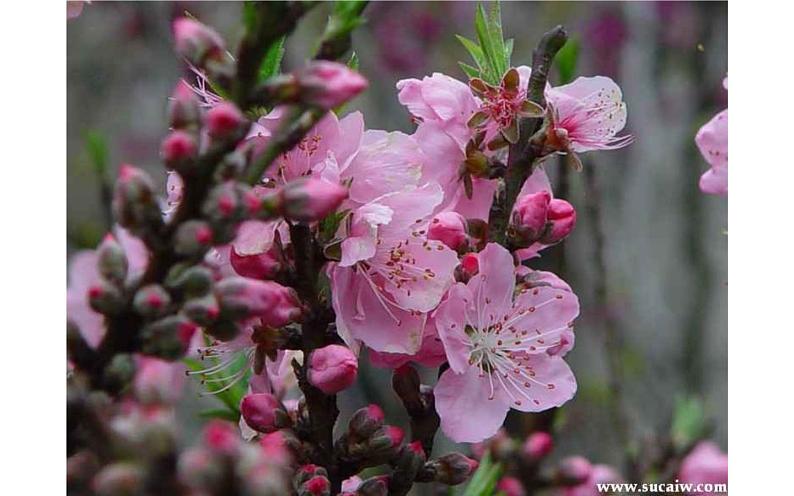 《桃花源记》教研组优秀课件03