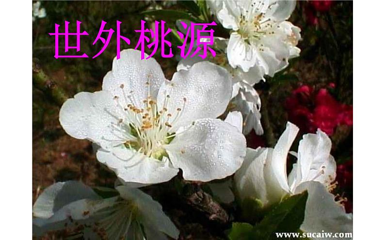 《桃花源记》教研组优秀课件04