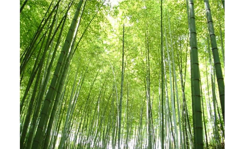 《小石潭记》教师专用课件01