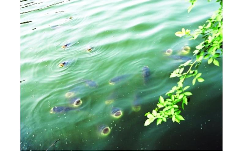 大自然的语言优秀课件ppt免费下载03