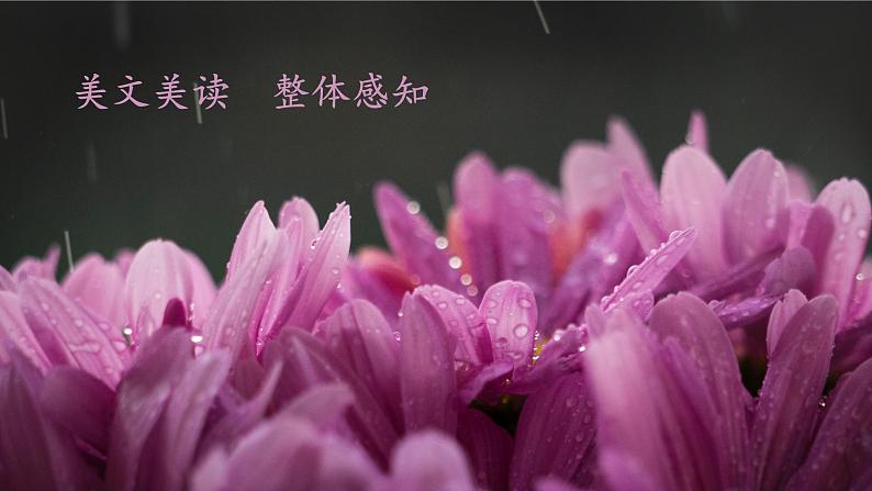 《雨的四季》创优公开课一等奖课件06