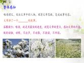 《驿路梨花》优课一等奖教学课件