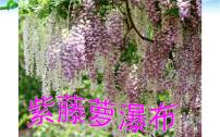 人教部编版七年级下册18 紫藤萝瀑布课堂教学课件ppt