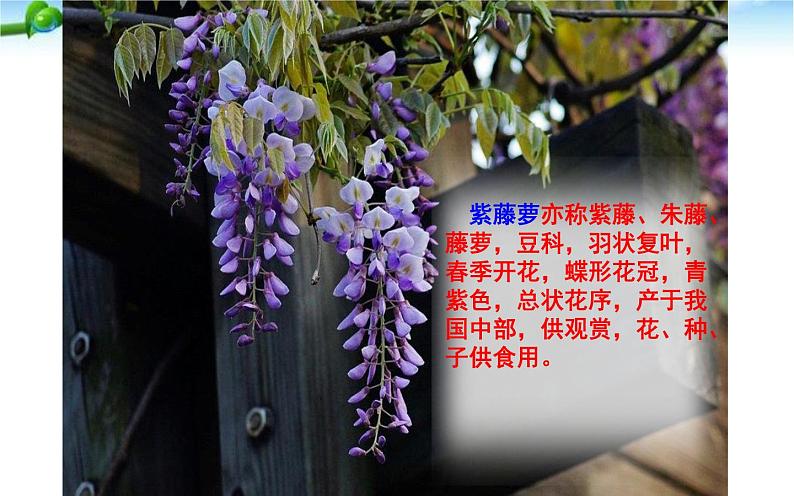 《紫藤萝瀑布》公开课上课课件第3页