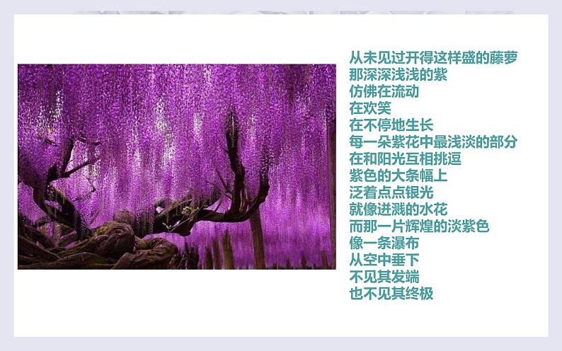 《紫藤萝瀑布》公开课课件第6页