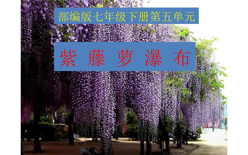 《紫藤萝瀑布》优质课课件01