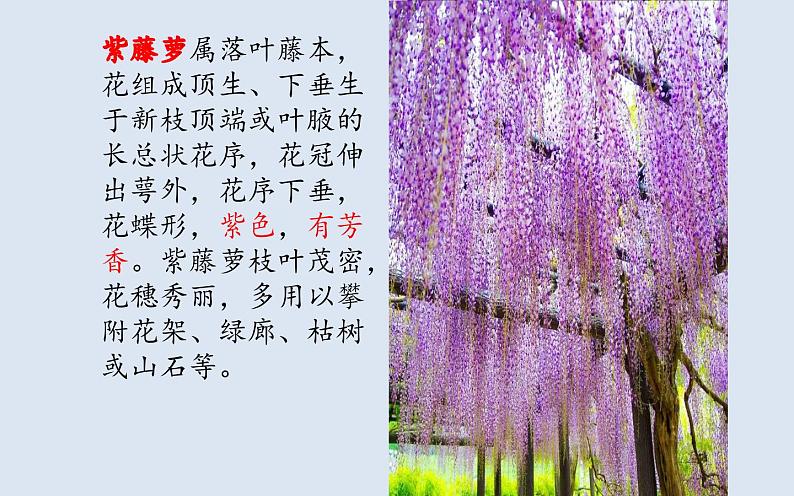 《紫藤萝瀑布》优质课课件02