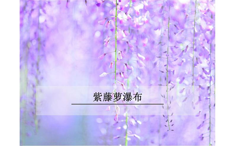 《紫藤萝瀑布》教研组上课课件01