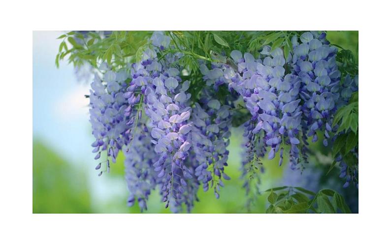 《紫藤萝瀑布》教研组上课课件04