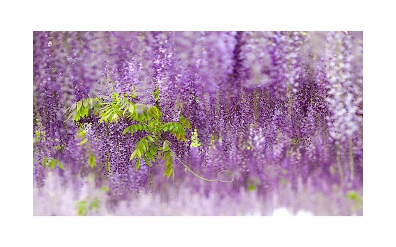 《紫藤萝瀑布》教研组上课课件05