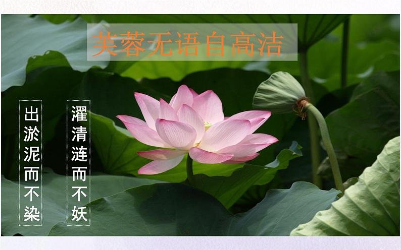 《紫藤萝瀑布》优质课教学课件第3页