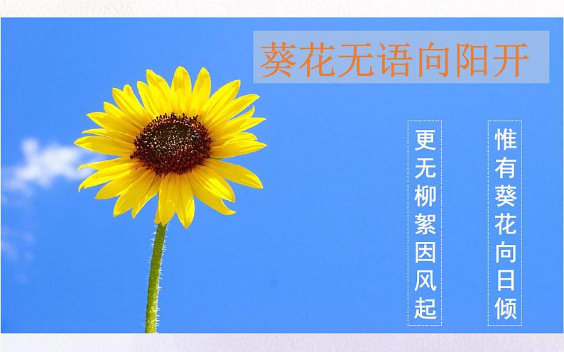 《紫藤萝瀑布》优质课教学课件第5页