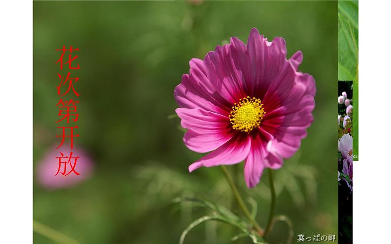 《大自然的语言》教师上课课件03