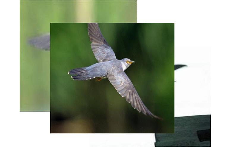 《大自然的语言》教师上课课件04