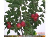 《大自然的语言》教师上课课件