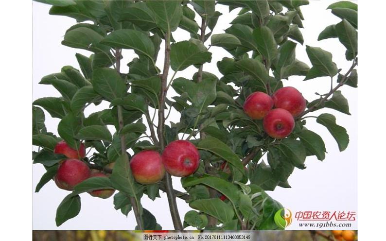 《大自然的语言》教师上课课件05