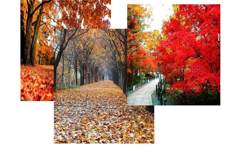 《大自然的语言》教师上课课件06