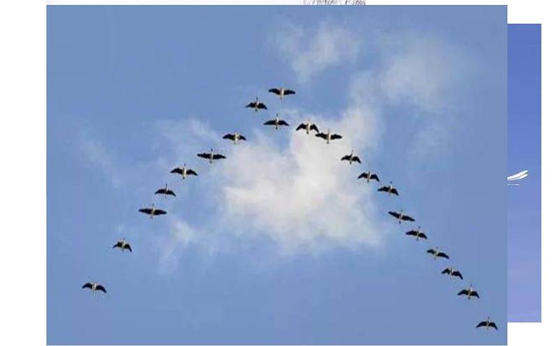 《大自然的语言》教师上课课件07