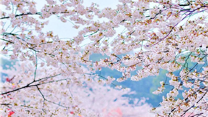 八下语文《桃花源记》优创教学课件PPT05