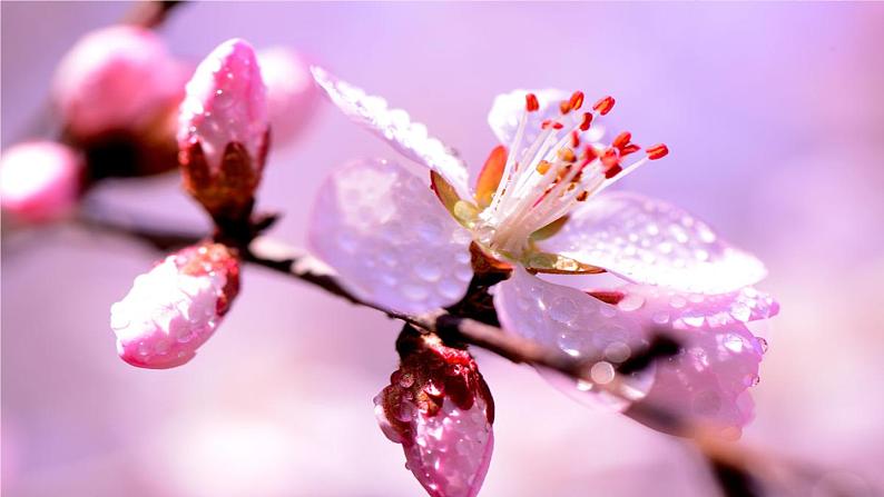 八下语文《桃花源记》优创教学课件PPT07