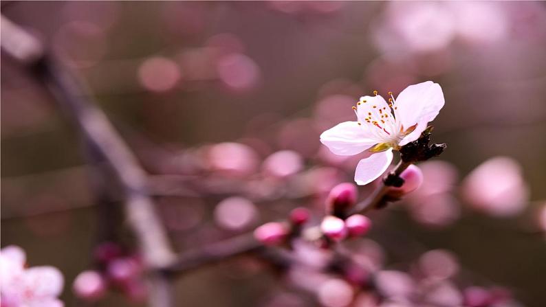 八下语文《桃花源记》优创教学课件PPT08