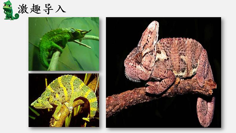 《变色龙》创优公开课教学课件05