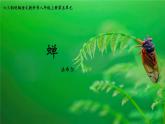 《蝉》优课一等奖教学课件