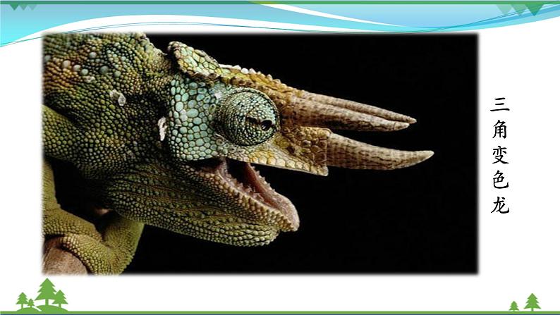 【精品】部编版九年级下册 语文 第2单元 第6课 变色龙（课件+教案+素材+说课稿+导学案）05